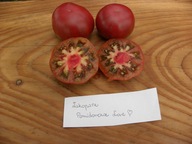 Pomidor Zakopane pyszny czekoladowy nasiona kolekcjonerskie