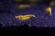 Krewetki akwariowe żółte dla początkujących Neocaridina Yellow 10 szt