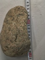 Skamieniałe koralowce algi glony