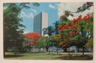 Miami - Biscayne Boulevard - Royal Poinciana Tree - USA, CZYSTA