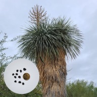 Yucca rostrata – juka rostrata | 10 nasion + instrukcja