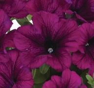 Petunia grandiflora Viva Purple