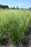 Drżączka średnia Golden Bee P9