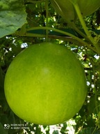 Tykwa Senegal Nowość! Nasiona Wysyłka z Dostawą 2-6 dni !