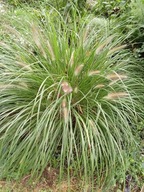 ROZPLENICA JAPOŃSKA sadzonki 5 szt