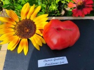 Pomidor Cherven Gradinski aromatyczny befsztyk nasiona kolekcjonerskie