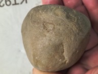 Skamieliny koralowce minerały