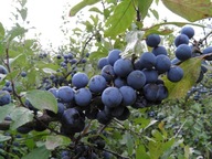 Tarnina owoc suszony z Bieszczad 1kg