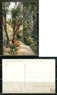 K23824)Wlochy: La Mortola, Un Coin du Jardin