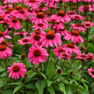 Jeżówka purpurowa Papallo Classic sadzonki100 sztuk bez pojemnika po 1 zł