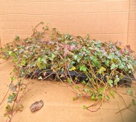 BLUSZCZ HEDERA ŻYWOPŁOT DUŻE sadzonki 20-40 cm