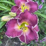 Liliowiec Bettylen' fioletowy.