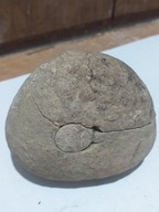 Skamieliny, minerały, muszle, koralowiec, skamieniałe szczątki