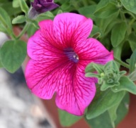 Petunia H Sanguna Mega Rose VEIN DUŻY KWIAT