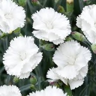 Goździk Pierzasty Biały Sadzonka P9