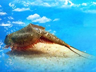 Przekopnica czarna (Triops Black Beauty) Najwięcej