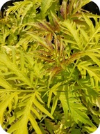 Bez koralowy sambucus racemosa "Sutherland Gold" złocisty poj. C2