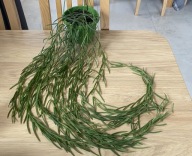 Hoya linearis najdłuższy pęd ok.100 cm, ze zdjęcia, DŁUGA