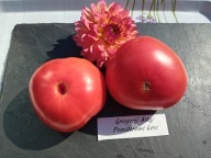 Pomidor Grigorij Ałtaj jedna z najlepszych odmian nasiona kolekcjonerskie