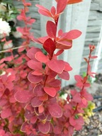 BERBERYS ''CHICQUITA'' BARDZO ŁADNIE ROŚNIE