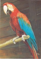 KRAKÓW - ZOO - ARA CZERWONA - PAPUGA
