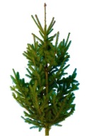 ŻYWA Choinka Cięta 1metr Świerk Zielony Pospolity Pachnący Kujący