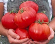 Pomidor Matka Rosja - odmiana syberyjska - plenna - nasiona ***
