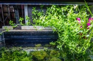 Roślina do ryoboku akwarium otwarte paludarium 10x