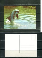K16691) Karta zwierzecia: Delfin