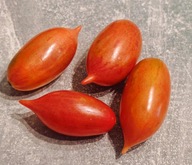 Pomidor Chocolate Striped Icicle (512) nasiona kolekcjonerskie