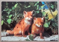 POCZTÓWKA - MŁODE LISKI - Szwajcaria