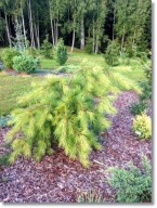 Pinus strobus Gold Weeper - !!!!!!!!