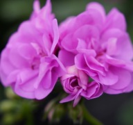 Pelargonia PEŁNA ZWISAJĄCA peltatum Royal Amethyst