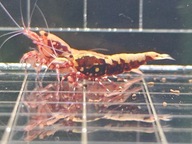 Krewetki Caridina Red Boa 10 sztuk !!!