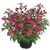 Fuksja KRZACZASTA Fuchsia Shadow Dancer Alexa