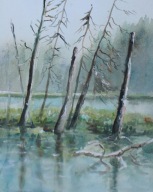 Stare drzewa Akwarela Sabina Salamon 30x24