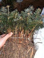 Jodła kaukaska 10 cm 15 cm pakiet 50 sztuk.
