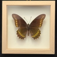 Motyl w gablotce Battus Polydamas 3