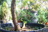 Cyprys Edyp tępołuskowy 20 letni świerk jodła tuja sosna cis inny