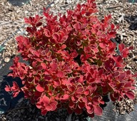 Berberys ,,RED HOT CHILLI" MOCNY KOLOR karzeł kulka