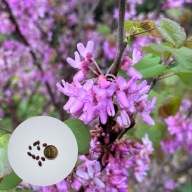 Cercis siliquastrum – judaszowiec południowy | 10 nasion + instrukcja