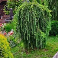 Modrzew Pendula NA PNIU 120 - 140 cm