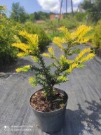 Cis Taxus Elegantissima