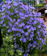 Żmijowiec BLUE BEDDER - 100 nasion