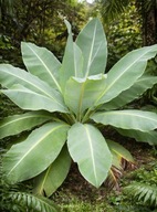 3 Nasiona Ensete Lecongkietii ŚWIEŻE NASIONA