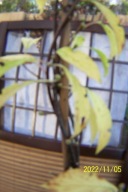 Kalina warkoczowa karłowa szczepiona wąska inna