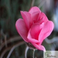 Magnolia 'Caerhays Surprise'