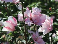 HIBISKUS LADY STANLEY SADZONKA W DONICZCE DUBELTOWY KWIAT