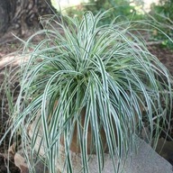 Trawa ozdobna CAREX OSHIMENSIS EVEREST _dwubarwna __hittt niska trawa