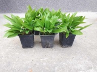 Nasiona czosnku niedźwiedziego Toraf 0,25 g